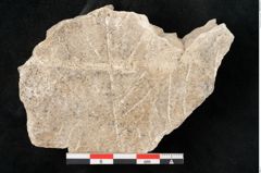 Foto (Detailansicht) von Acer pseudo platanus L. (NHMW-GEO-2024-0188-11351)